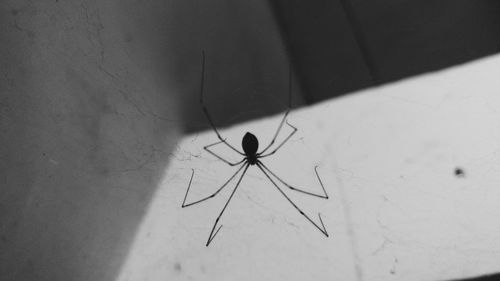 High angle view of spider on floor