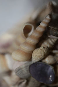 Close-up of mushrooms