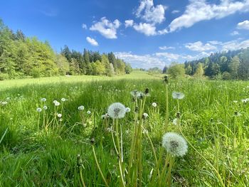 grassland