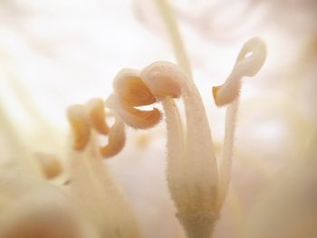 Close-up of mushroom