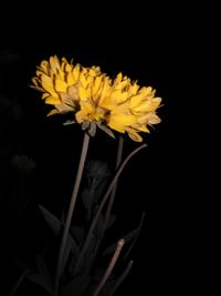 Close-up of yellow flowers against black background