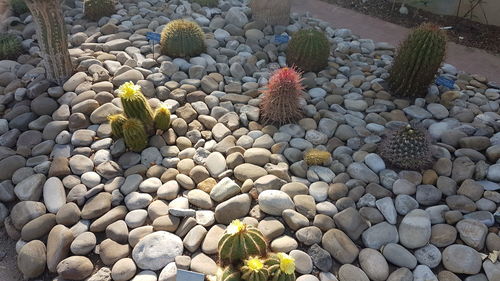 High angle view of prickly pear cactus