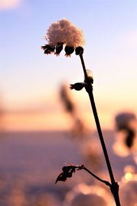 Close-up of flowers against sky at sunset