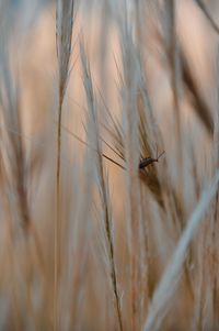 Close-up of wheat growing on field