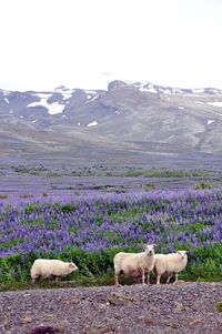 Sheep on landscape against mountain range