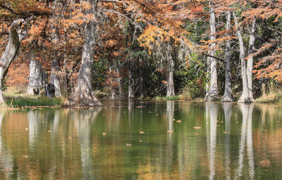 Reflection of trees in lake