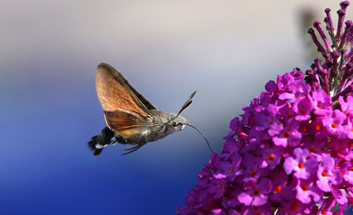 Close-up of insect in mid-air