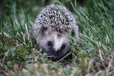 Little baby hedgehog 