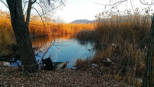 Reflection of bare trees in lake against sky