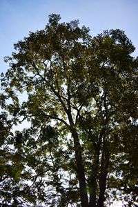 Low angle view of tree against sky