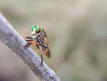 Close-up of bird perching on a plant