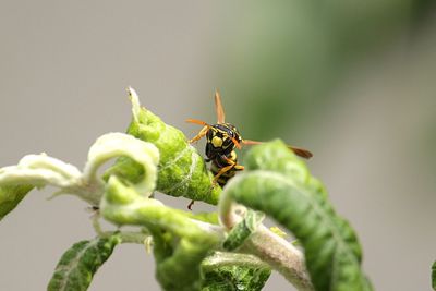 Close-up of insect on leaf