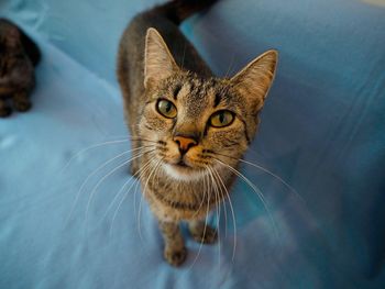 Close-up portrait of a cat