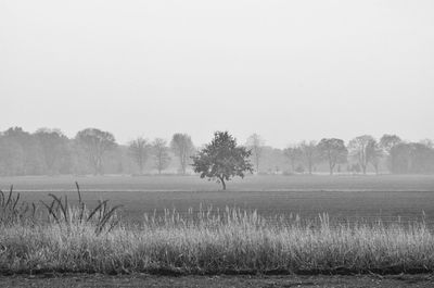 Trees on field against sky