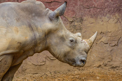 Close-up of elephant