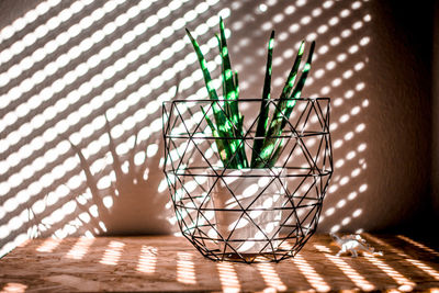 Sunlight falling on potted aloe vera plant at home