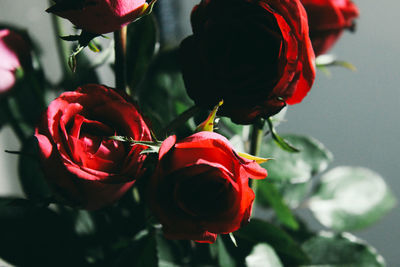 Close-up of red roses