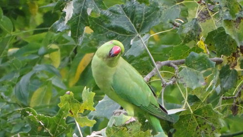 Close-up of bird perching on branch