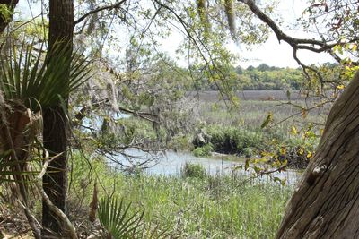 Scenic view of lake in forest