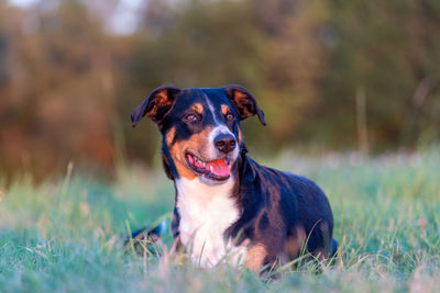 Portrait of dog looking away on field