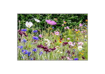 Purple flowers blooming in field