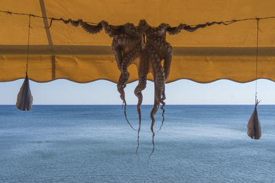 Horse hanging from sea against sky