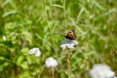 Close-up of butterfly pollinating on purple flower