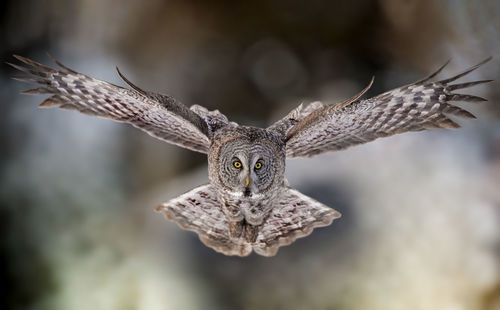 Close-up of eagle flying