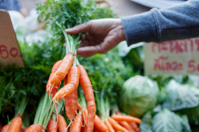 Hand choose bunch of fresh carrots for sale at market