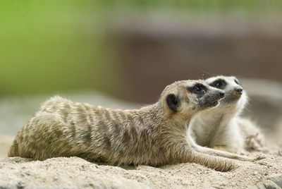 Close-up of meerkats on sand
