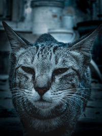 Close-up portrait of tabby cat