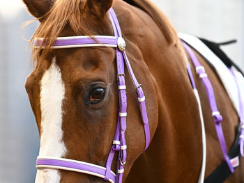 Close-up of horse