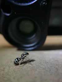 Close-up of insect on wood