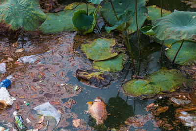 High angle view of water lily in lake