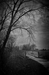 Bare trees against sky