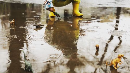 Low section of a boy playing with dinosaur on puddle during rainy season