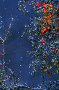 Close-up of fruits on tree against sky