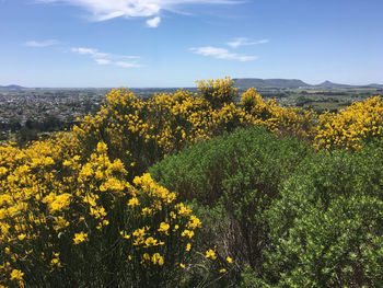 Yellow flowering plants on field against sky