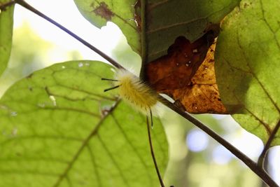 Close-up of butterfly on leaf