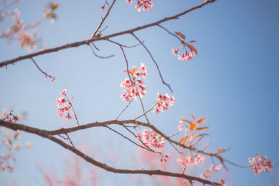 Low angle view of cherry blossoms against sky