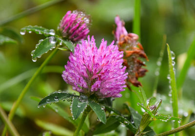 Close-up of wet pink flowering plant