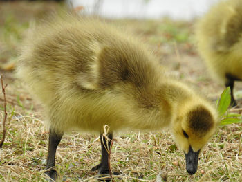 Close-up of a bird on field