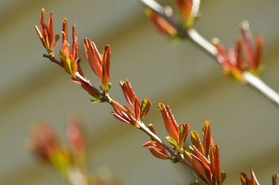 Close-up of flowers against blurred background