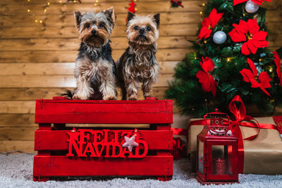 Beautiful yorkshire terrier up in a red box with a christmas background