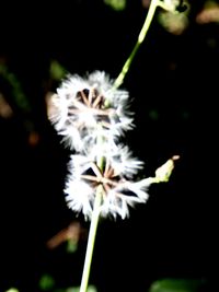 Close-up of dandelion flower