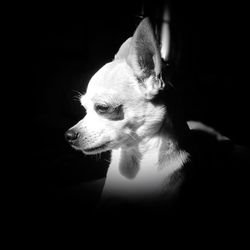 Close-up of dog against black background