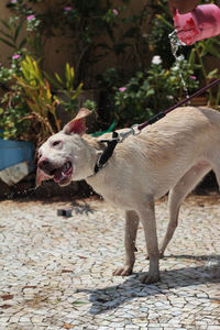 Dog standing on footpath