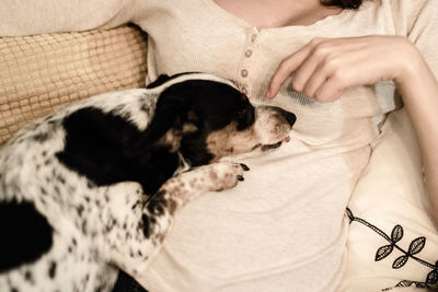 Close-up of dog on bed at home