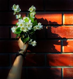 Close-up of hand holding red flowers