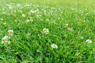 Close-up of flowers growing in field